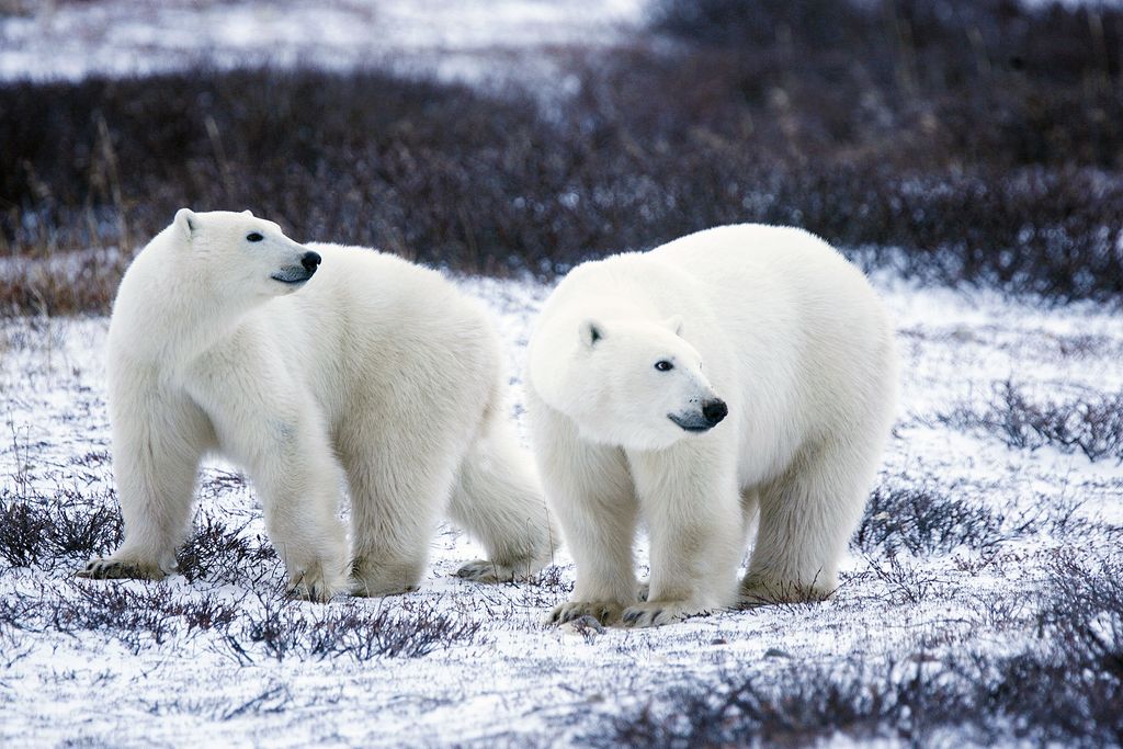 Avoid capturing photographs of wildlife while touring