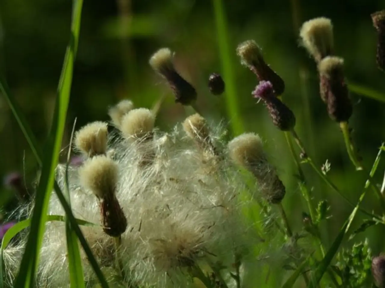 Ideal Timing for Lawn Fertilization in Florida: Expert Advice for Maximum Growth