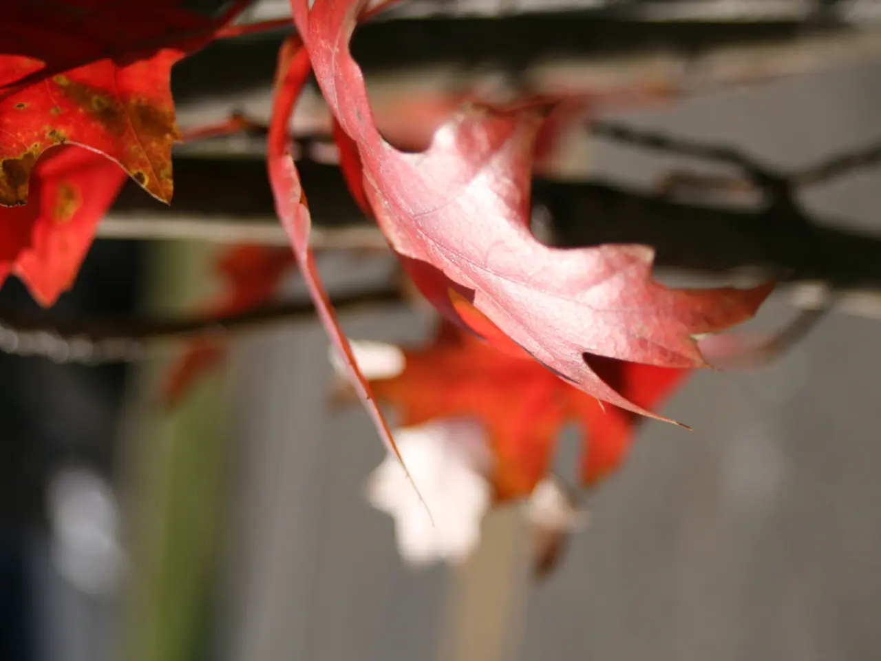 Japanese Maple Bonsai, specifically the Coral Bark variety, in miniature garden form.