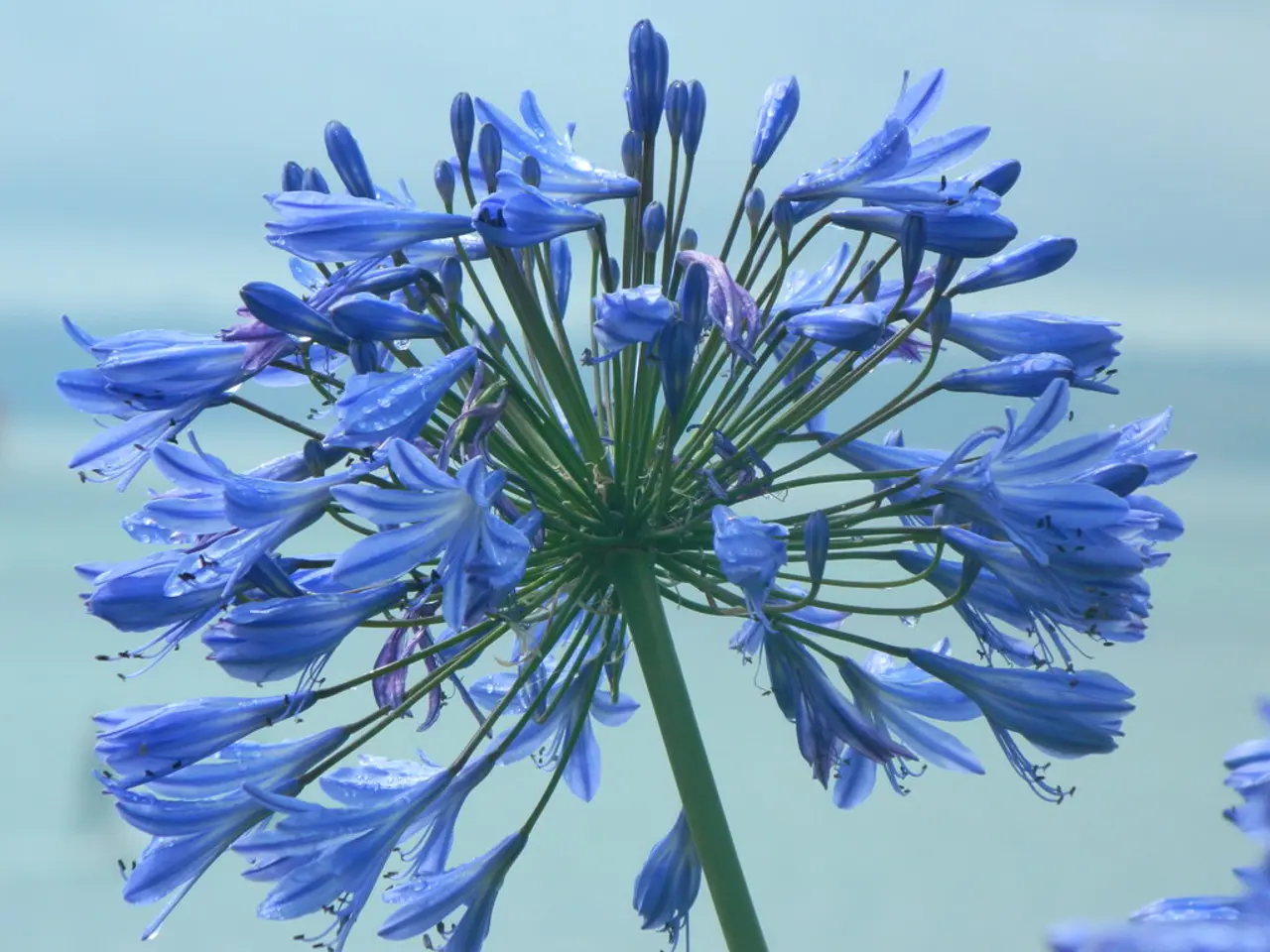 Here we can see flowers and there is a blur background.