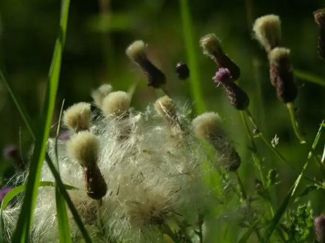 Ideal Timing for Lawn Fertilization in Florida: Expert Advice for Maximum Growth