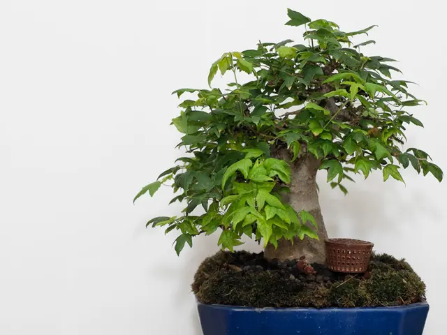 Maintaining Shohin Bonsai Equipment: Nurturing Your Miniature Bonsai Tools