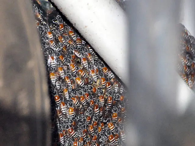 European Beekeeping Association President at Apiculture Event in Vranje, Serbia