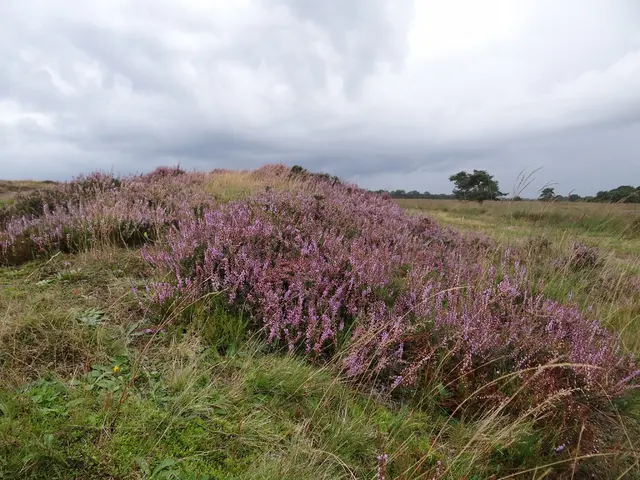 Stunning Varieties of Violet Blooms and Their Symbolic Interpretations