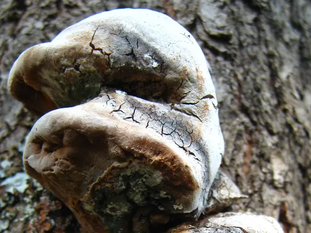 American Family Contracts Airborne Fungal Infection Following Visit to Bat-Infested Caverns in the...