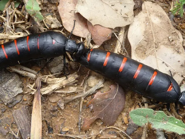 Top-Ranked Hiking Pants for Adventures in South America