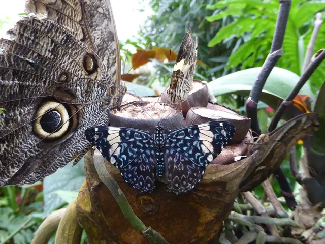 Monarch Butterflies' Fascination with Duranta Erecta Explained