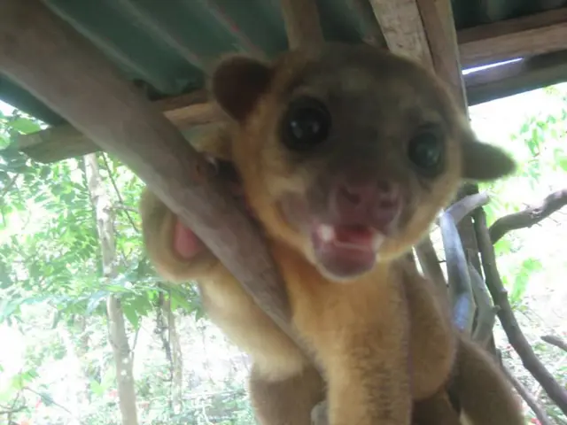Zoo Hannover bids farewell to its former animal nurse, marking the end of a tenure