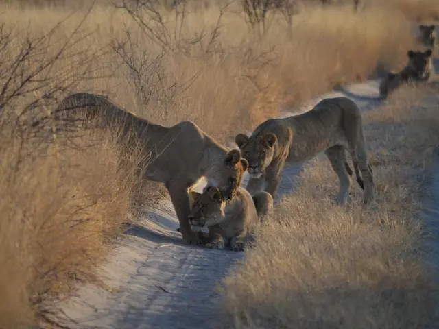 Tiger Families in India Adapting to Tourism on International Tiger Day 2025