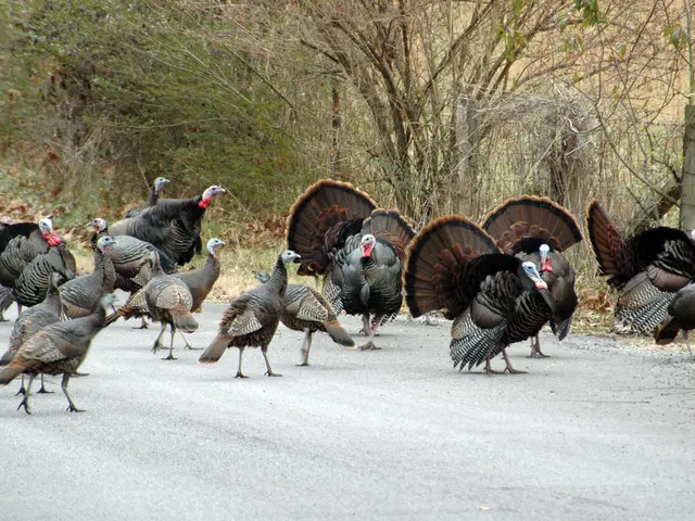 Increase in Chinese Tourists in Turkey by 65% According to Ambassador's Statement in 2024