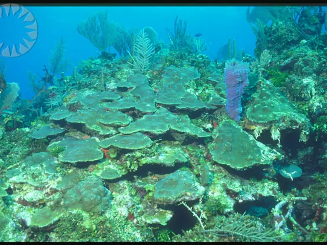 Aquatic Plant Tank Soil Preparation for Vibrant Growth