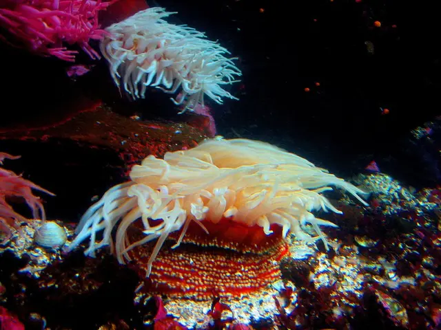 Family Vacations "Waldteufel and Corals" in the Eifel are being arranged by ASG Düsseldorf in the...