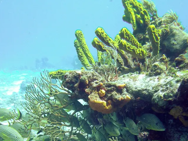 Marine Creature: Leafy Sea Dragon