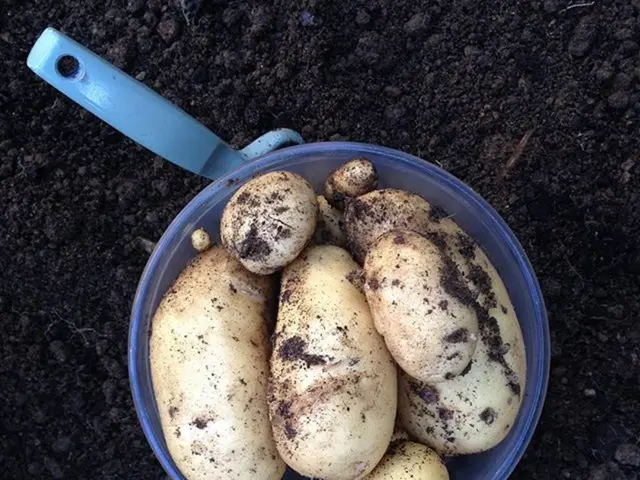 Kuwait extends visa-upon-arrival privileges to UAE and fellow GCC countrymen upon entry.