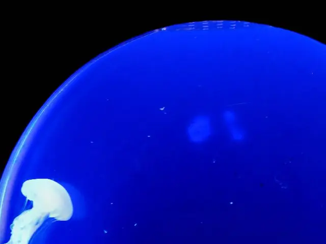 Images Captured of Minuscule Pygmy Seahorses