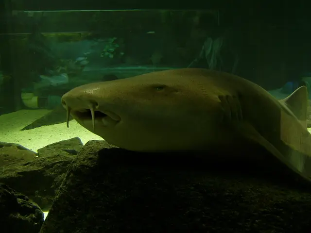 Selecting a Reef Tank Wavemaker: Crucial Factors and Useful Guidance!