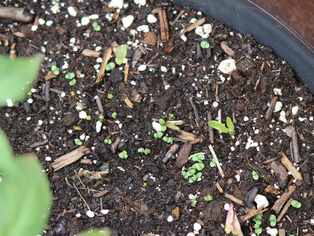 Enhancing Soil for Planting: Strategies for Vibrant and Thriving Vegetation Growth