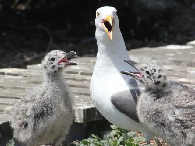 Seven Methods for Encouraging a Family-Oriented Approach to Scientific Exploration, Arousing Awe...
