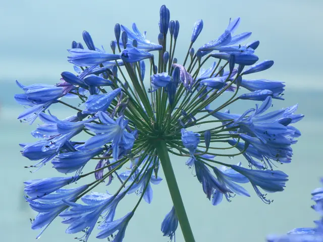 Here we can see flowers and there is a blur background.