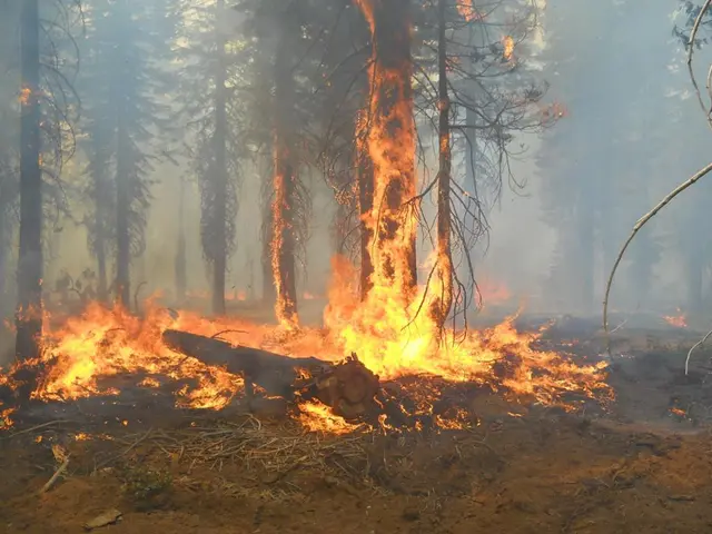 In this image, we can see fire, there are some trees.