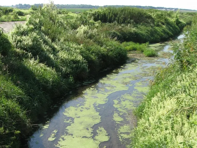 In this picture there is water in the center of the image and there is greenery on the right and...