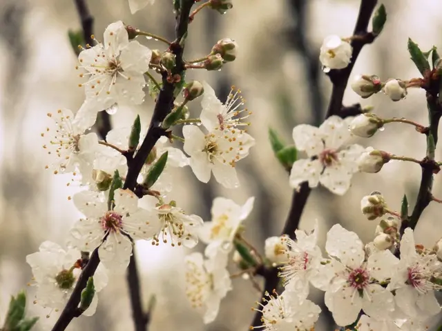 In this image there are flowers, leaves and buds on the stems.